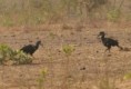 /album/photogallery/abb-ground-hornbill-jpg/